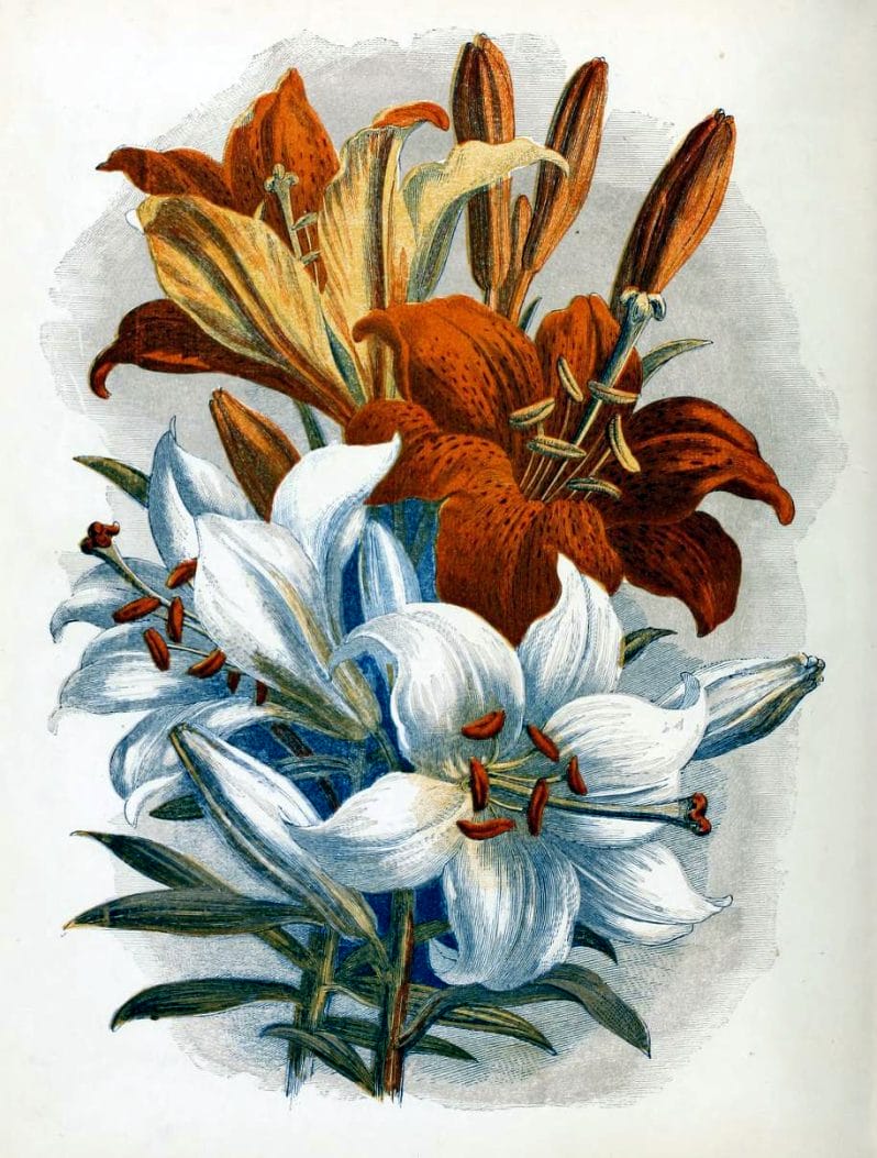 This is a free vintage illustration of country flowers and lilies from an antique public domain childrens book from 1857