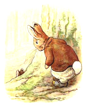 free vintage illustration of beatrix potter benjamin bunny 5