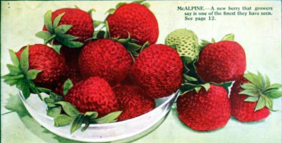 antique box of fresh strawberries