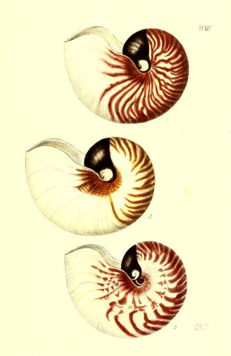 antique scientific illustration of 3 seashells