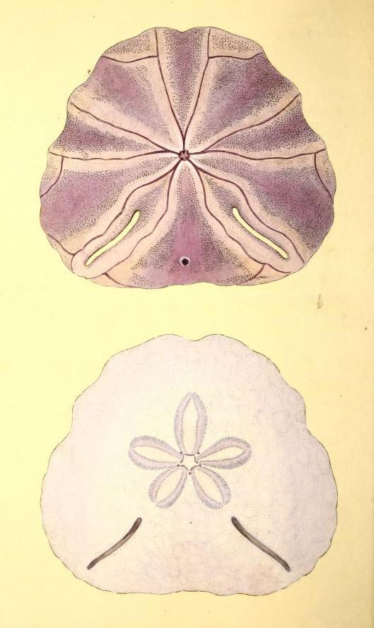 antique scientific illustration of purple sand dollars