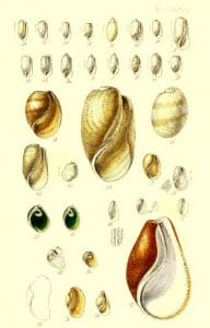 antique scientific illustration of seashells