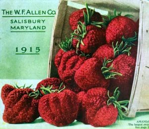 big box of fresh strawberries