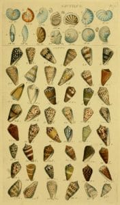 detailed antique scientific illustrations of nautilus shells
