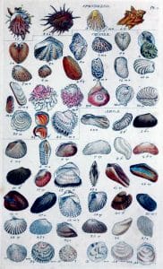 detailed antique scientific illustrations of sea shells