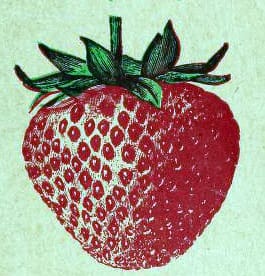 simple vintage strawberry illustration