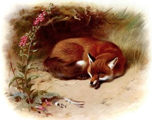 Free to use vintage book illustration of British Fox