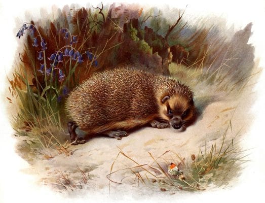 antique illustration of british hedgehog 1920