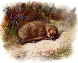 Free antique illustration of a British Hedgehog