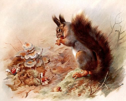 antique illustration of british squirrel