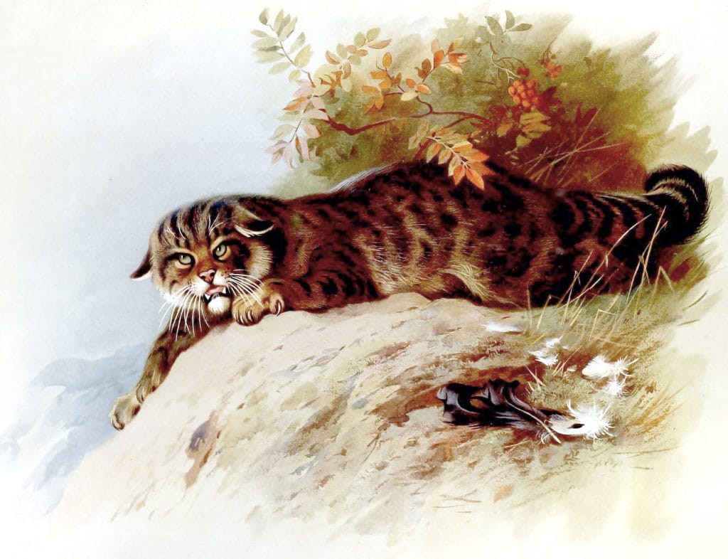 antique illustration of british wildcat