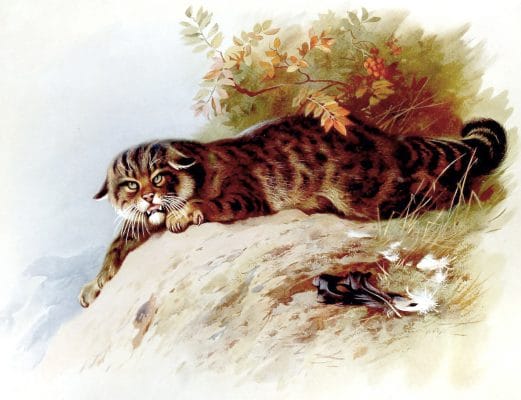 antique illustration of british wildcat
