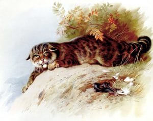 Antique book illustration of British wildcat - free to use