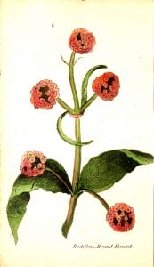 A free antique botanical illustration of a round-headed buddlea plant