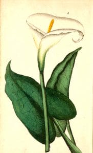 botanical illustration calla lily