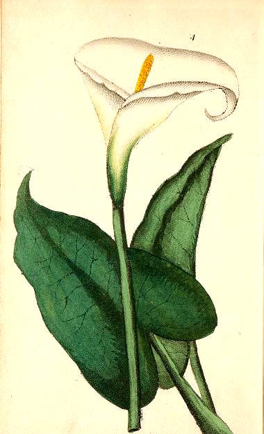 botanical illustration calla lily