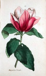 Vintage botanical illustration of a magnolia houseplant from 1807