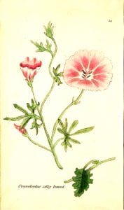 botanical illustration silky leaved convolvulus