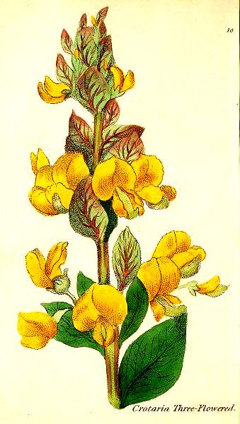 botanical illustration three flowered crotalaria