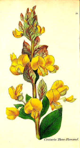 botanical illustration three flowered crotalaria