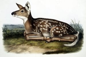 antique color illustration of baby deer