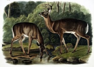 antique illustration of two deer by lake drinking water