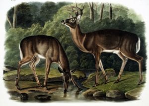 vintage illustration of two deer by lake taking a drink of water