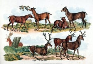 antique illustration sketch of multiple deer