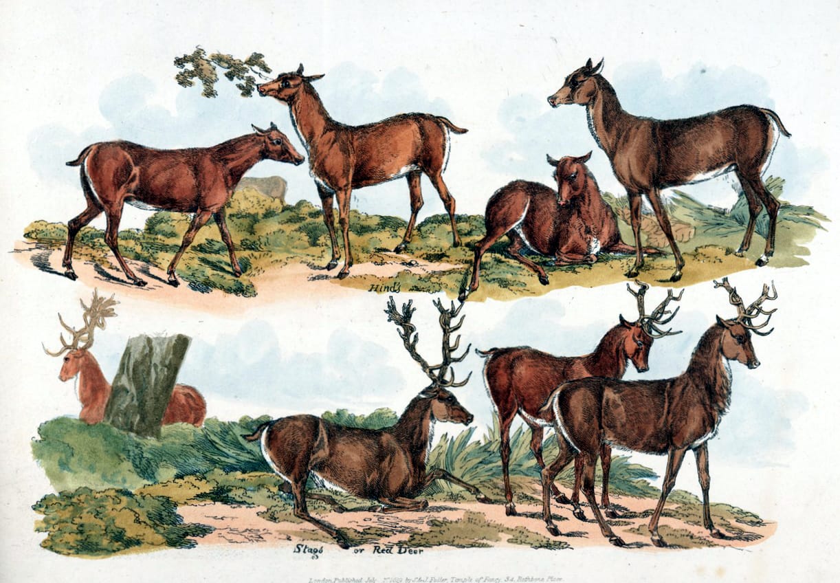 antique sketchbook sketches of multiple deer