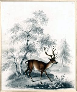 vintage illustration of a deer in the snow