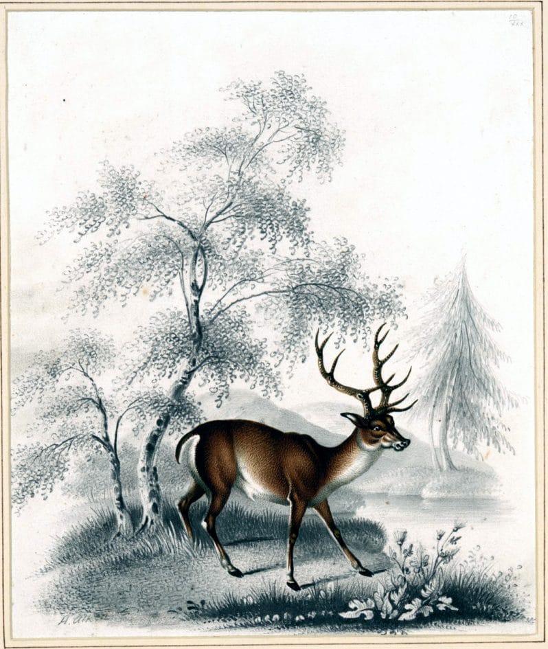 Free vintage illustration of a lone deer in the woods