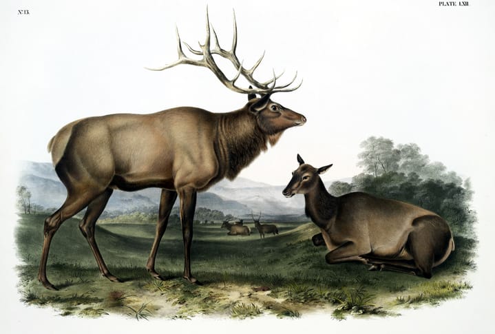 vintage illustration of a male buck deer and female doe deer