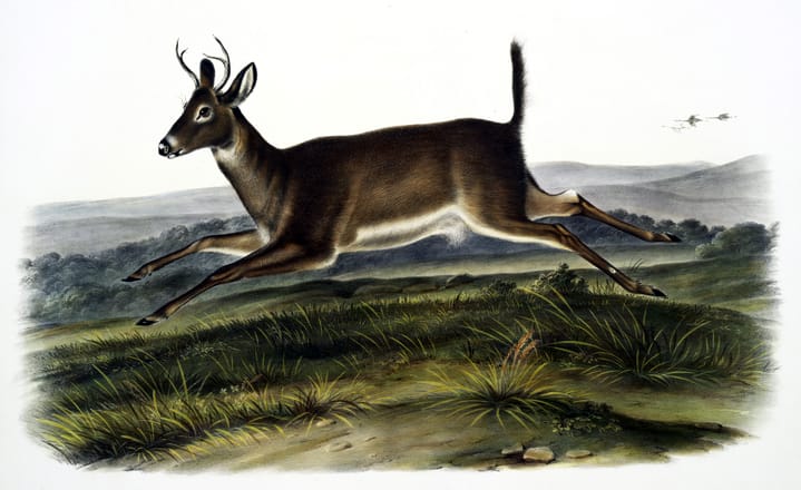 vintage illustration of jumping deer