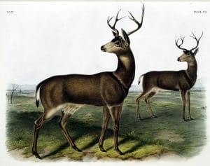 vintage illustration of two deer turning their heads