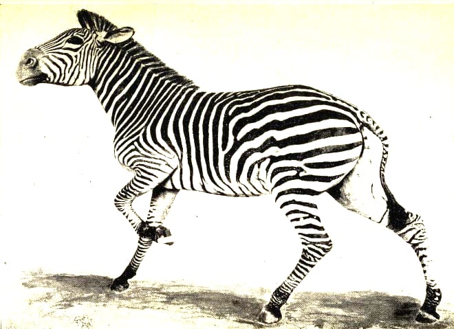 19th century vintage print of a zebra study - public domain