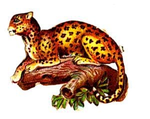 19th century vintage illustration of leopard - public domain