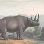 vintage rhino color illustration