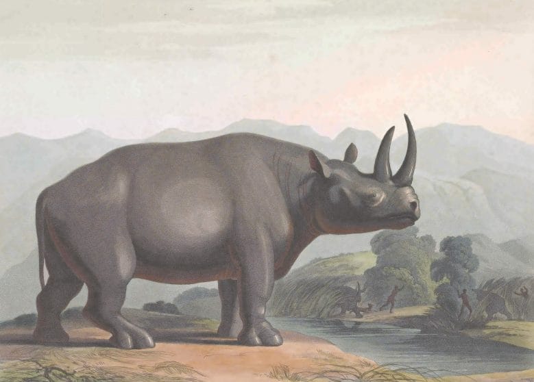 19th century color illustration of a rhinoceros in Africa 