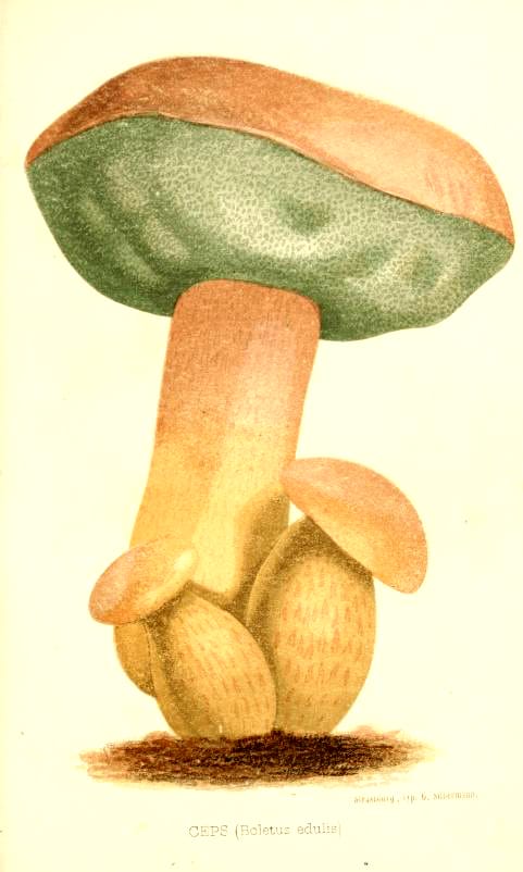 19th century mushroom illustrations public domain