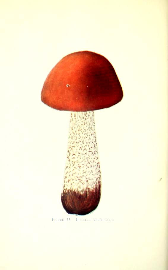 early 20th century mushroom illustrations