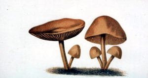 mushroom illustrations 19th century public domain