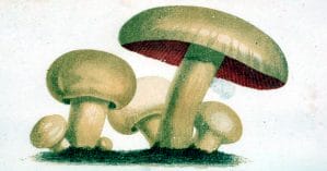 mushroom illustrations public domain 19th century