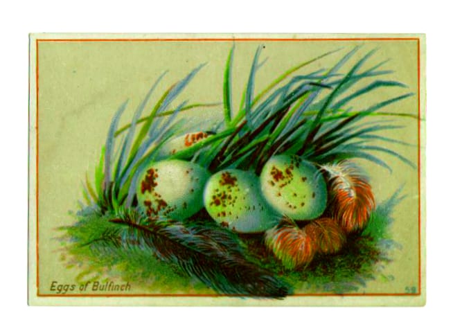 vintage bird nest clipart eggs and feathers