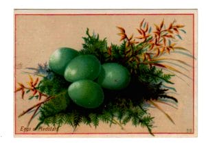 vintage bird nest clipart green eggs