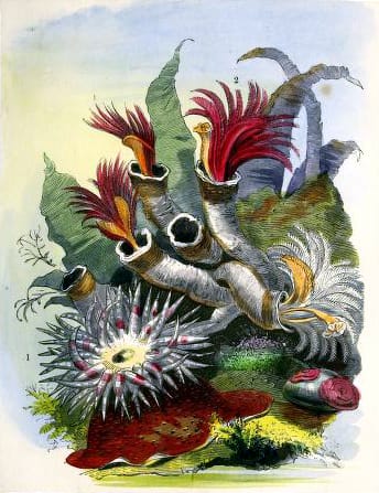 vintage sea anemone aquarium illustrations 19th century