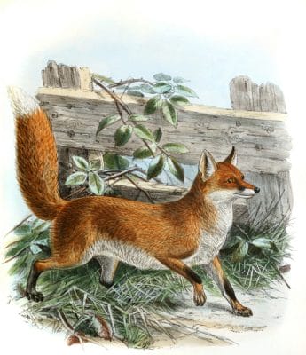 common fox 19th century