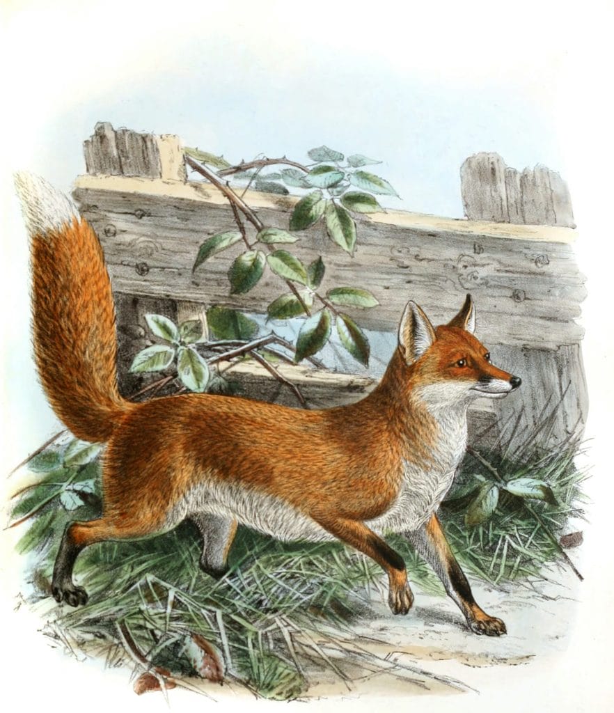 common fox 19th century