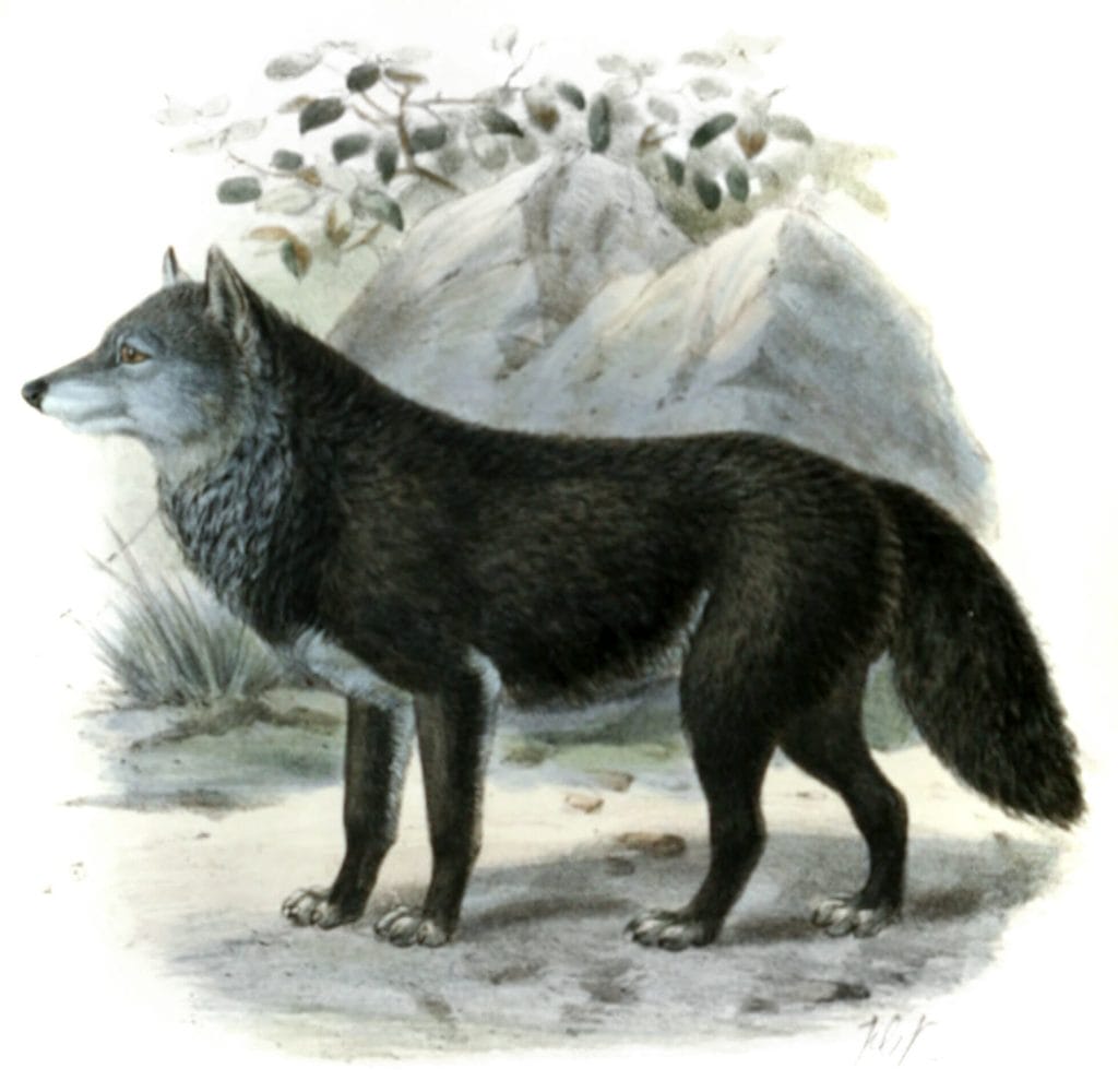 common wolf 19th century