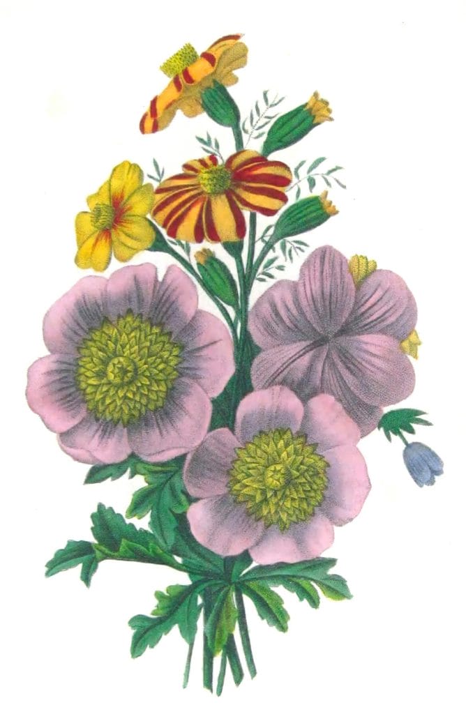 copyright free illustrations of purple flowers