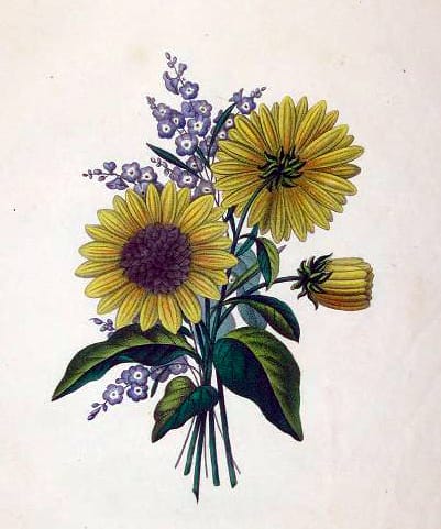 copyright free illustrations of sunflowers